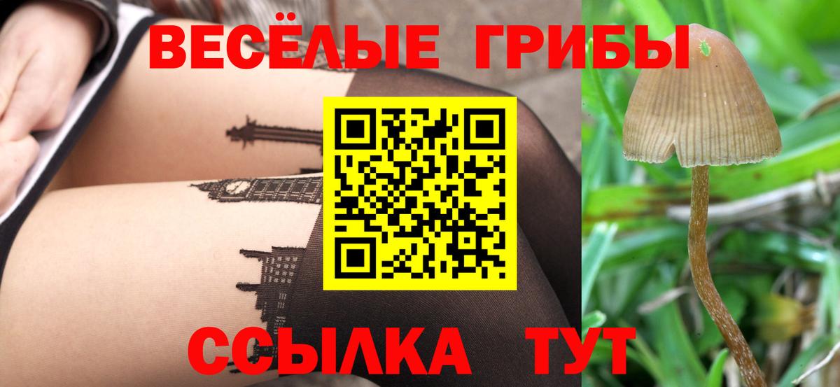 где найти   Вход с VPN  Заринск  Псилоцибиновые грибы прущие грибы 